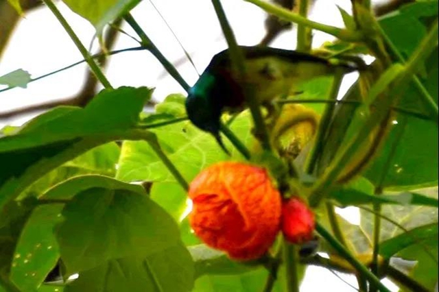 【亲自然】古蔺这儿的夏天繁花似锦，晶莹璀璨……(图4)