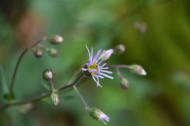【亲自然】古蔺这儿的夏天繁花似锦，晶莹璀璨……(图5)