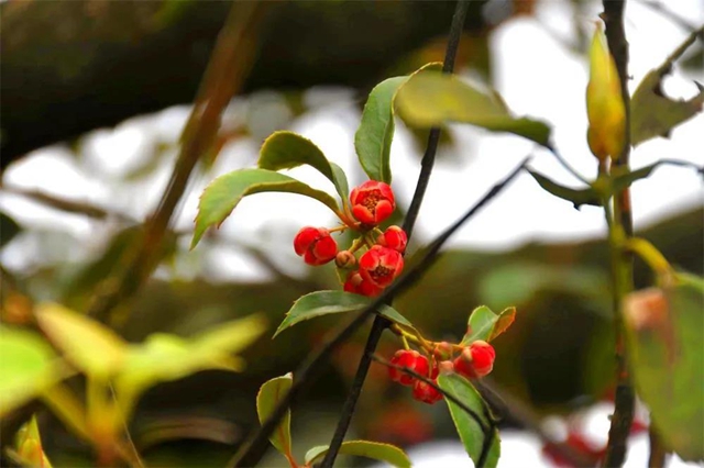 【亲自然】古蔺这儿的夏天繁花似锦，晶莹璀璨……(图6)