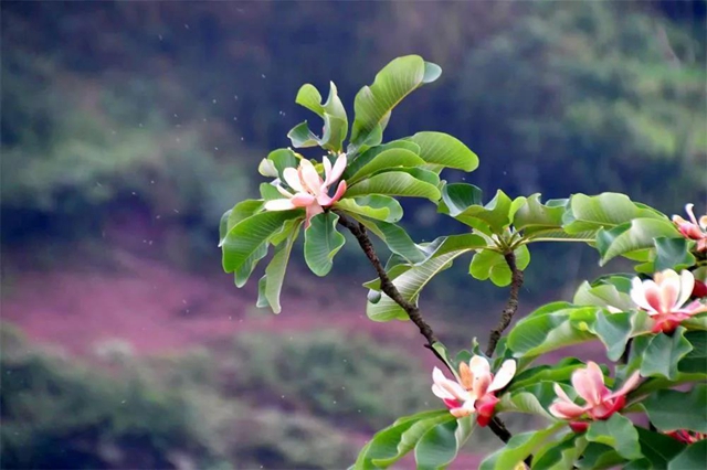 【亲自然】古蔺这儿的夏天繁花似锦，晶莹璀璨……(图9)