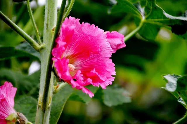 【亲自然】古蔺这儿的夏天繁花似锦，晶莹璀璨……(图10)