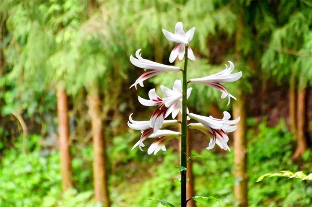 【亲自然】古蔺这儿的夏天繁花似锦，晶莹璀璨……(图12)