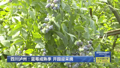 连上4天！央视多次“打卡”泸州！(图3)