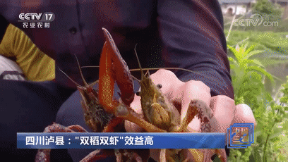 连上4天！央视多次“打卡”泸州！(图4)