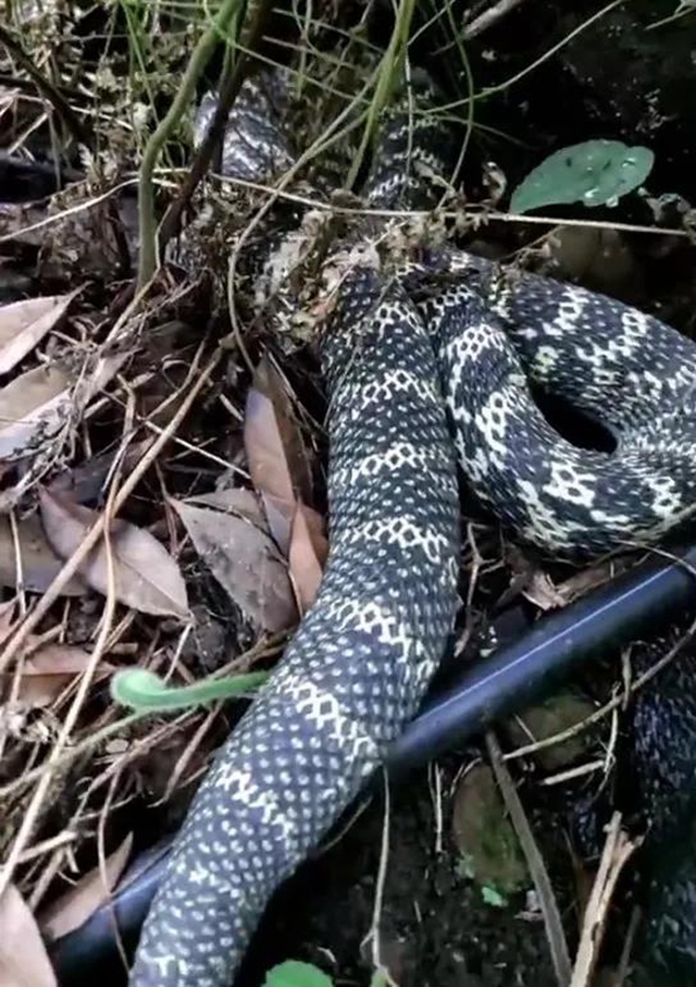 毛骨悚然！宜宾这个地方出现大蛇，还吃了2只鸡！