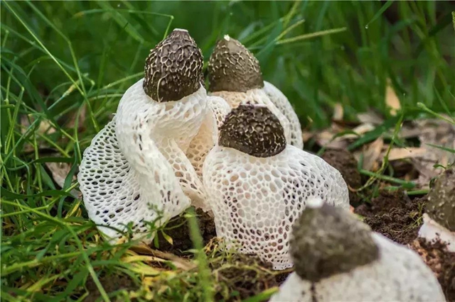 7分44秒！央视聚焦宜宾这个鲜味十足的“地标产品”