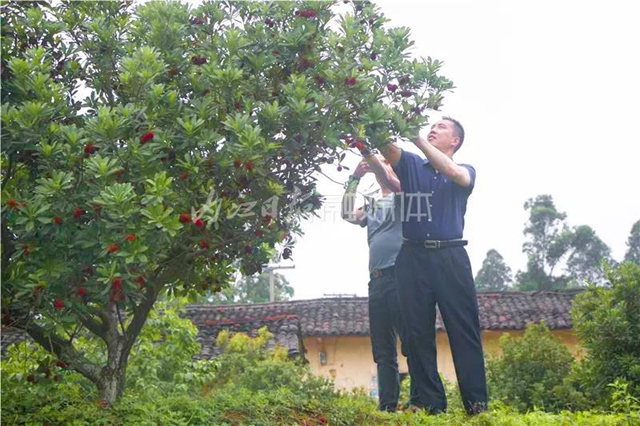 酸酸甜甜就是这个味儿！内江杨梅熟了，“搞快”摘！(图2)