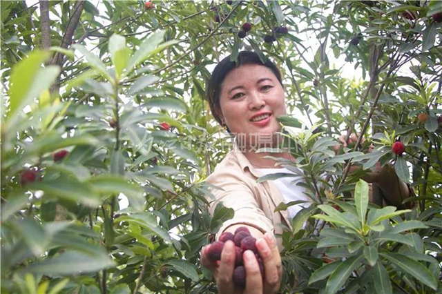 酸酸甜甜就是这个味儿！内江杨梅熟了，“搞快”摘！(图3)