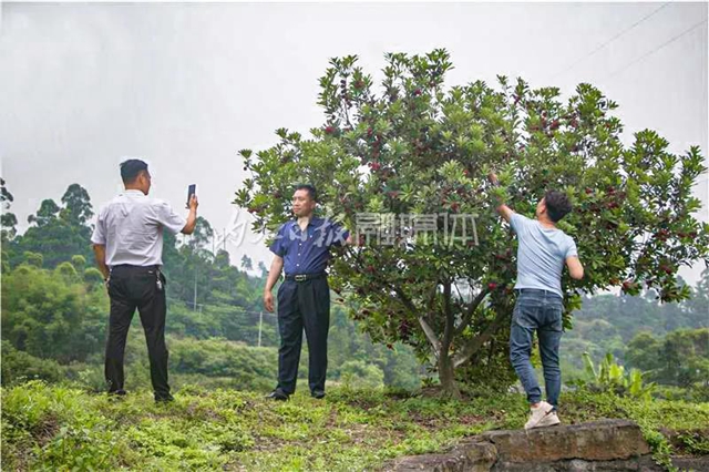 酸酸甜甜就是这个味儿！内江杨梅熟了，“搞快”摘！(图9)