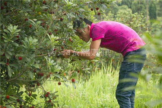 酸酸甜甜就是这个味儿！内江杨梅熟了，“搞快”摘！(图10)