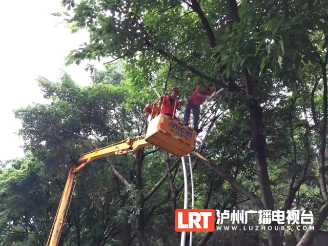 注意安全！泸州城区20条干道行道树“理发”中