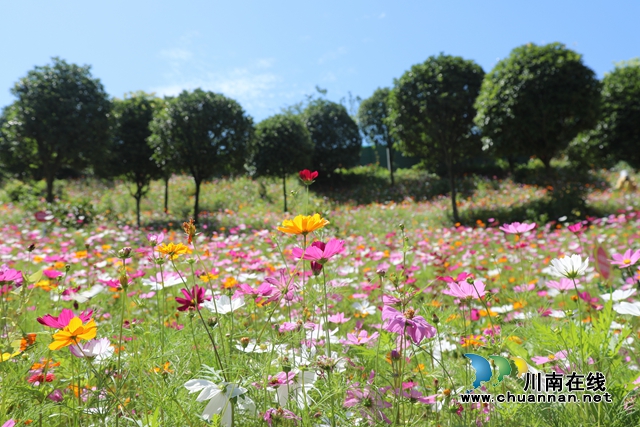 合江：格桑花儿开，游客闻香来(图4)