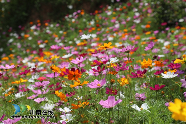 合江：格桑花儿开，游客闻香来(图5)