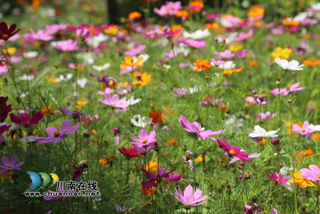 合江：格桑花儿开，游客闻香来(图7)