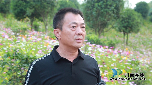 合江：格桑花儿开，游客闻香来(图9)