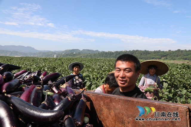 合江九丈坝180万斤茄子大丰收，村民采摘忙！(图2)