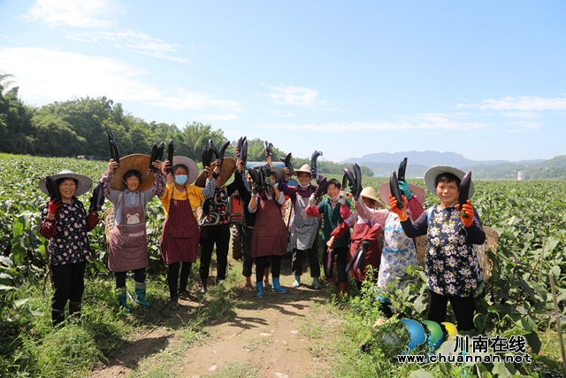 合江九丈坝180万斤茄子大丰收，村民采摘忙！(图5)