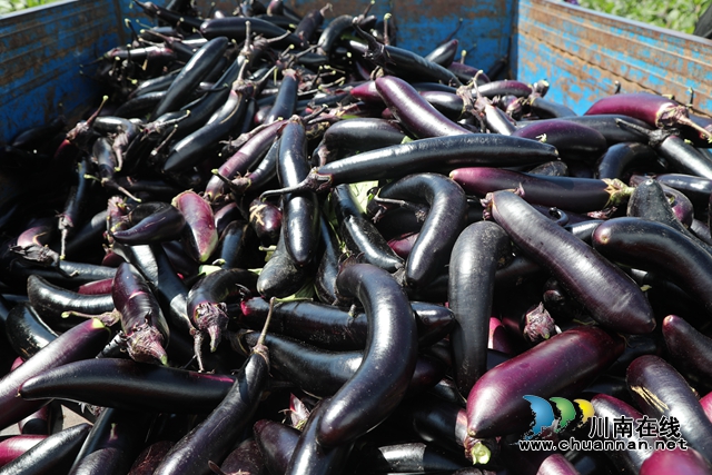 合江九丈坝180万斤茄子大丰收，村民采摘忙！(图6)