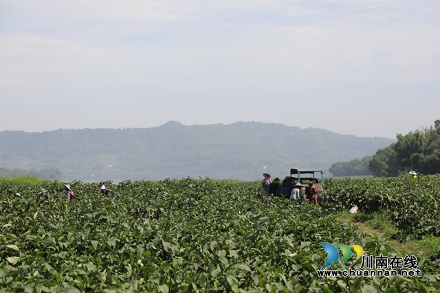 合江九丈坝180万斤茄子大丰收，村民采摘忙！(图3)