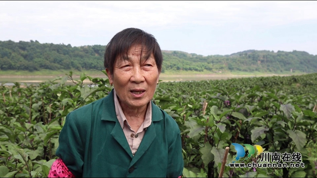 合江九丈坝180万斤茄子大丰收，村民采摘忙！(图7)