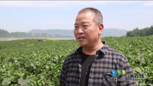 合江九丈坝180万斤茄子大丰收，村民采摘忙！(图8)