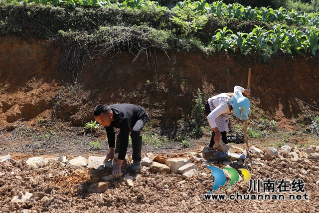 古蔺大寨乡：众人拾柴火焰高，苗汉齐心修路忙(图4)