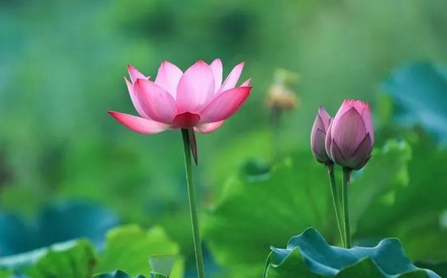 泸州这些地方荷花已经绽放，快去打卡！(图2)