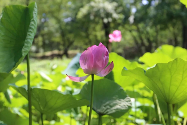 泸州这些地方荷花已经绽放，快去打卡！(图11)