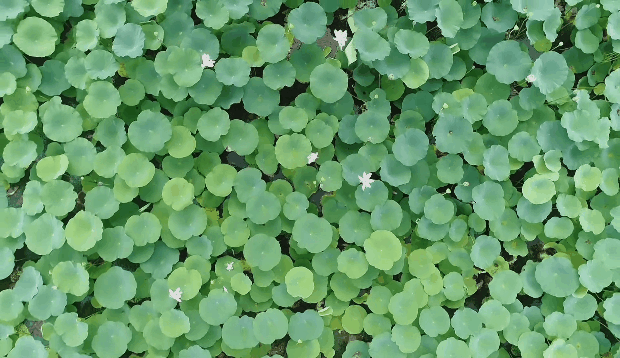 泸州这些地方荷花已经绽放，快去打卡！(图6)