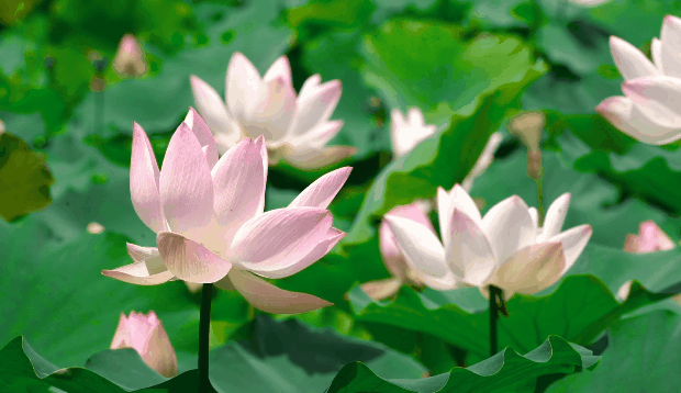 泸州这些地方荷花已经绽放，快去打卡！(图10)