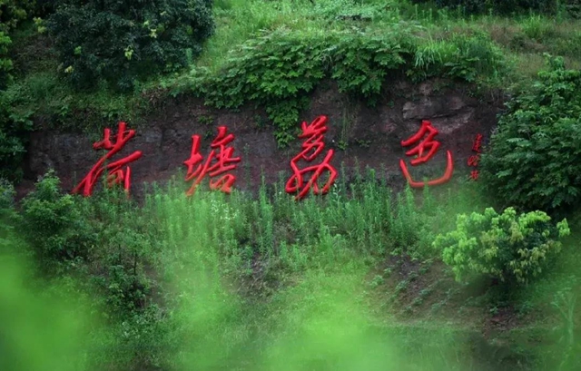 泸州这些地方荷花已经绽放，快去打卡！(图13)