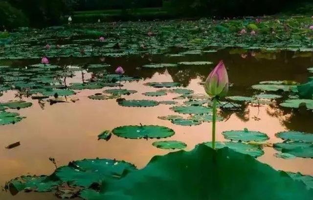 泸州这些地方荷花已经绽放，快去打卡！(图14)