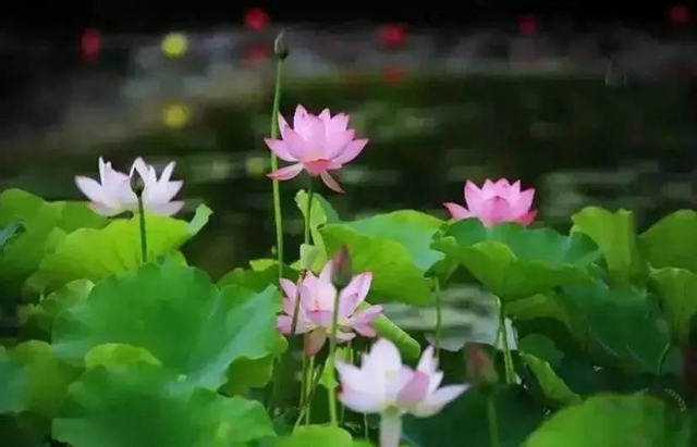 泸州这些地方荷花已经绽放，快去打卡！(图16)