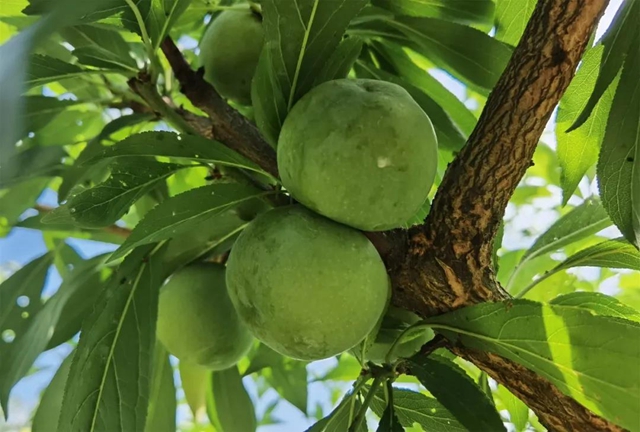 8个李子重一斤？！在古蔺，我信了(图2)