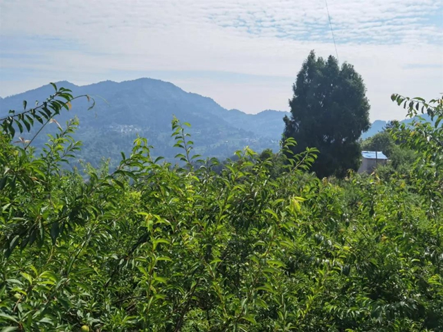 8个李子重一斤？！在古蔺，我信了(图3)