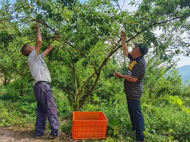 8个李子重一斤？！在古蔺，我信了(图6)