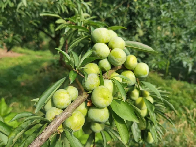 8个李子重一斤？！在古蔺，我信了(图7)