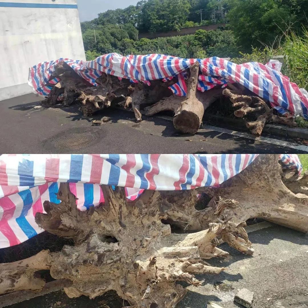 非法采伐桢楠32株，涉案19人，跨3省6市5县作案的团伙伏法！(图9)