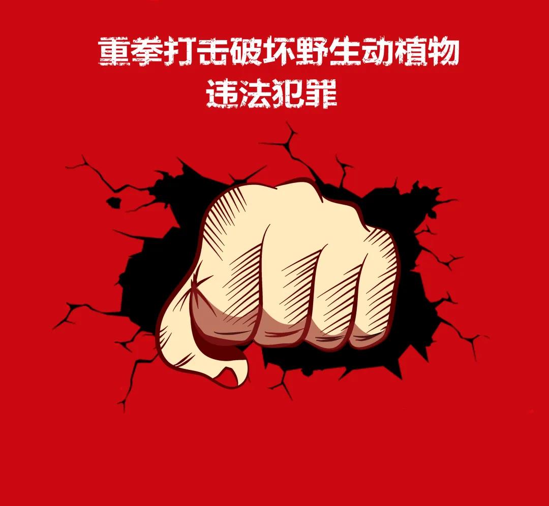 非法采伐桢楠32株，涉案19人，跨3省6市5县作案的团伙伏法！(图10)