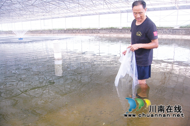 “长江三鲜”鲥鱼成功“移居”泸州江阳(图2)