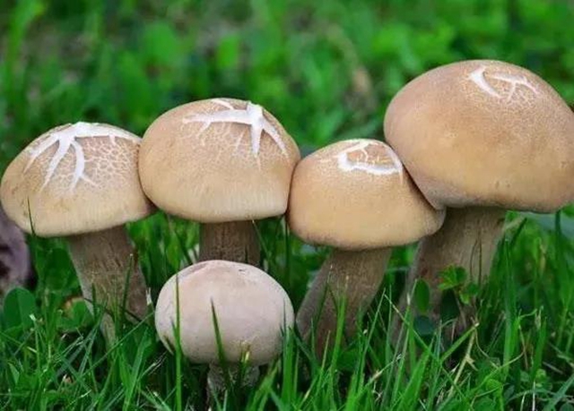 【扩散】最强降雨来袭！好多人都遭了？(图6)