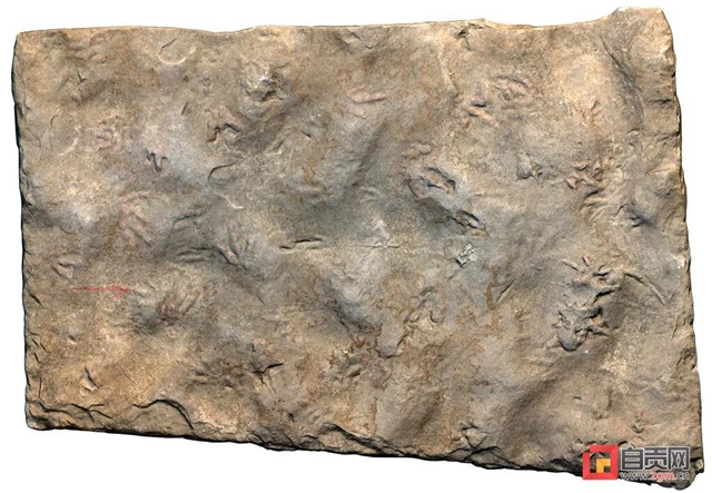 自贡发现中国最小恐龙足迹！(图2)
