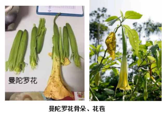 曼陀罗、滴水观音、化儿草……四川夏季常见有毒植物食物中毒预防(图7)