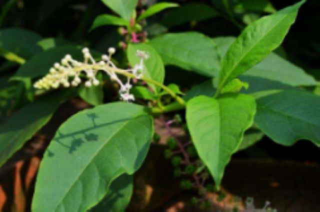 曼陀罗、滴水观音、化儿草……四川夏季常见有毒植物食物中毒预防(图16)