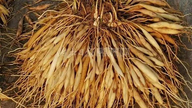 内江市东兴区获授“中国天冬之乡”称号(图1) 内江市东兴区获授“中国天冬之乡”称号(图1)