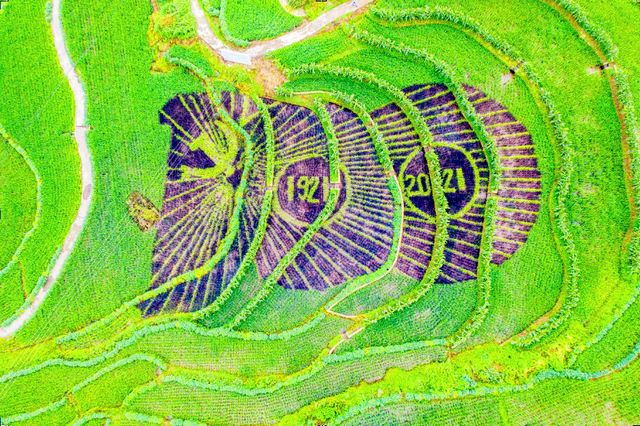 稻田飘香！合江这里百亩梯田美如画(图3)