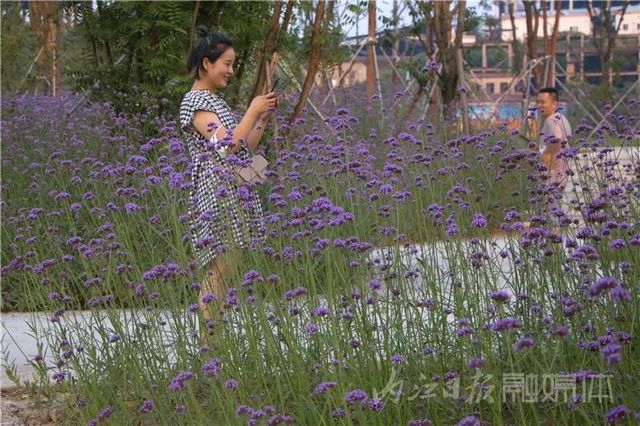 内江版“普罗旺斯”神秘面纱拉开！盛大的花海之宴开启(图9)