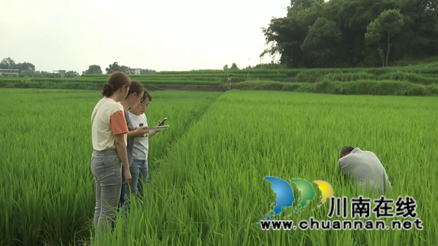 合江：生物技术防控病虫害，保障夏粮高产丰收(图3)