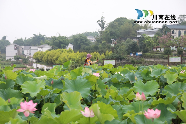 泸州龙马潭：无边“夏雨荷”，绿浪层层翻(图10)