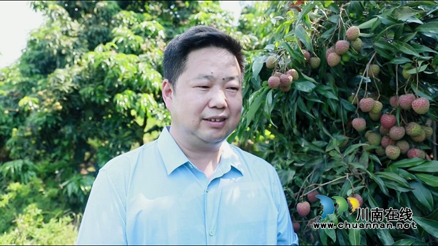 又是一年荔枝红！合江：荔枝成熟甜如蜜，小康路上幸福多(图7)